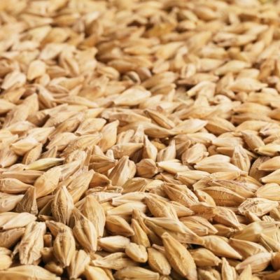 barley